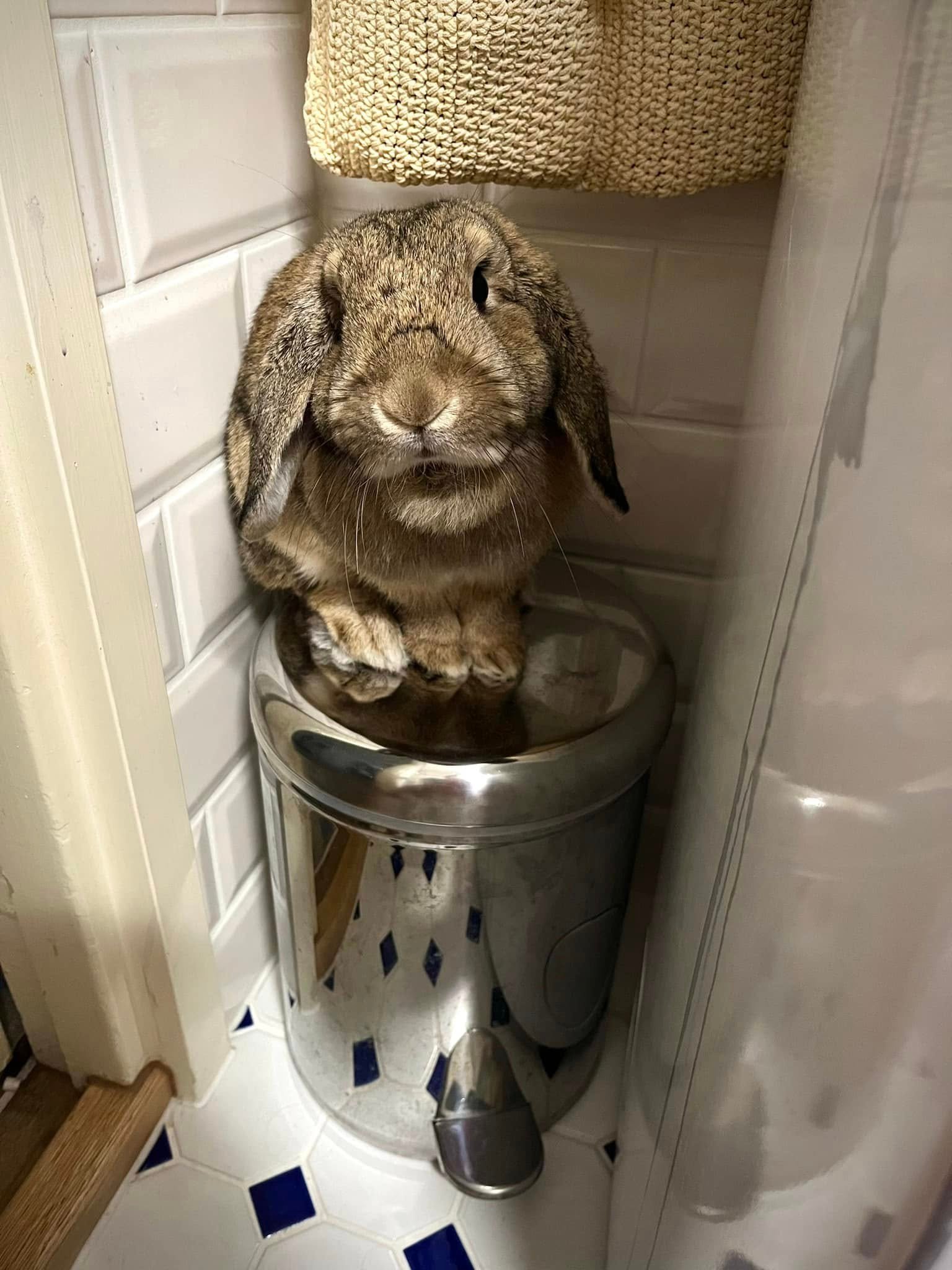 Täällä esittäytyvät suloiset miniluppakorvakanit Mamik & Shayan. 🐰in otsikkokuva